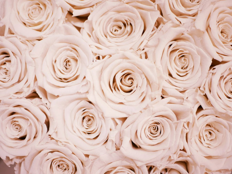 The Symbolism of Different Colors of Roses